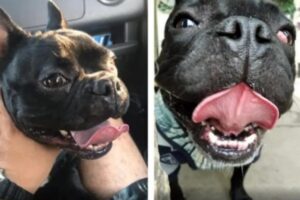 Homem recebe cachorro morto após deixá-lo em hotel para cães no Paraná