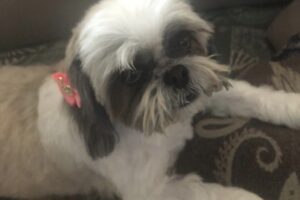 Cachorrinha também foi envenenada no setor. (Foto: Reprodução)