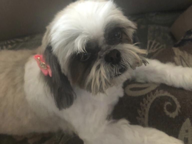 Cachorrinha também foi envenenada no setor. (Foto: Reprodução)