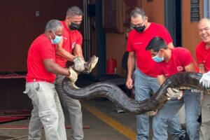 Sucuri de seis metros é capturada na zona rural de São Paulo