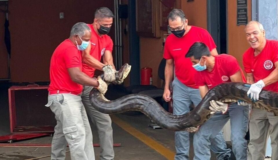 Sucuri de seis metros é capturada na zona rural de São Paulo