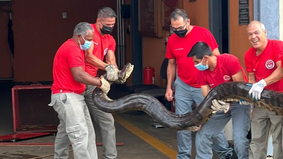 Sucuri de seis metros é capturada na zona rural de São Paulo