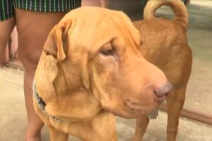 A idosa Wilma Maria Santana, de 67 anos, ficou ferida após ter sido atacada por um cachorro no último sábado (15). (Foto ilustrativa: Reprodução - TV Anhanguera)