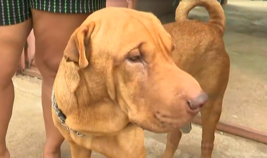 A idosa Wilma Maria Santana, de 67 anos, ficou ferida após ter sido atacada por um cachorro no último sábado (15). (Foto ilustrativa: Reprodução - TV Anhanguera)