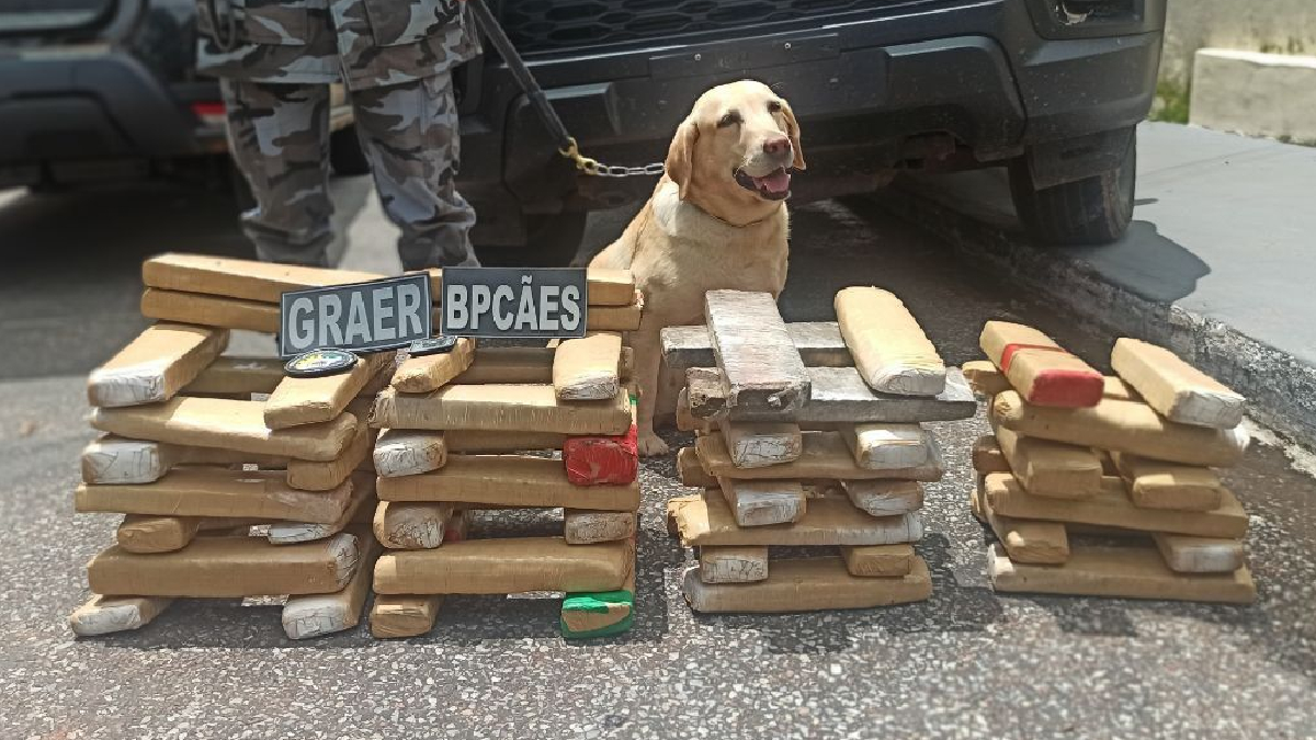 PM apreende 60kg de maconha em São Luís de Montes Belos com a ajuda de cães farejadores