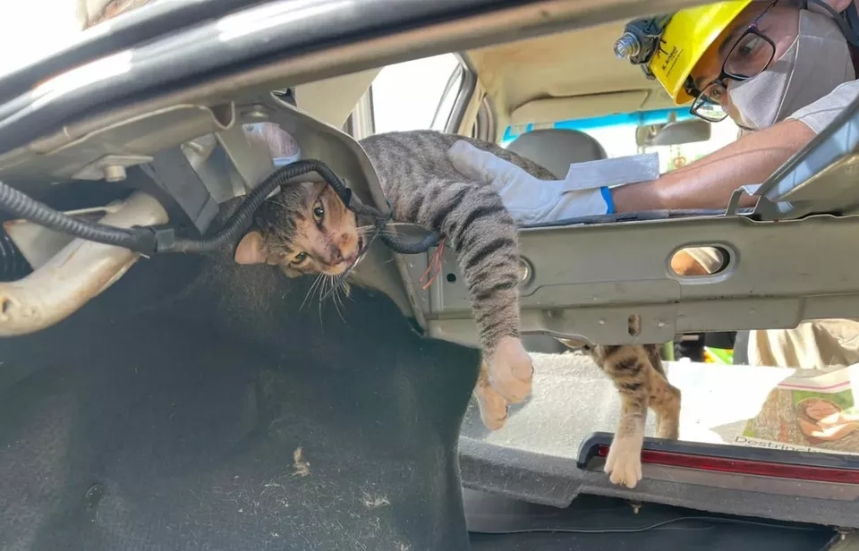 Gato prende a cabeça em ferragem de carro e é regatado pelos bombeiros. em Porangatu (Foto: Corpo de Bombeiros)