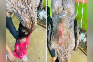 A Polícia Militar (PM) prendeu um homem suspeito de organizar uma casa de rinha de galo que maltratava as aves