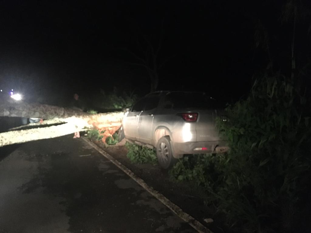 Árvore cai e provoca acidente na GO-210, entre Goiandira e Cumari (Foto: Divulgação)