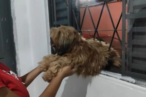 Cachorro preso em grade de janela.