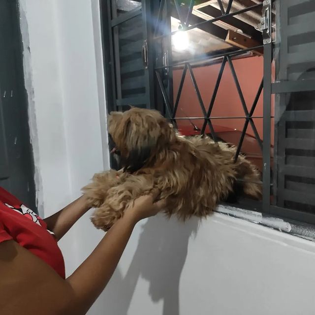 Cachorro preso em grade de janela.