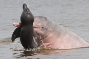 Pesquisadores investigam comportamento agressivo de botos na Amazônia