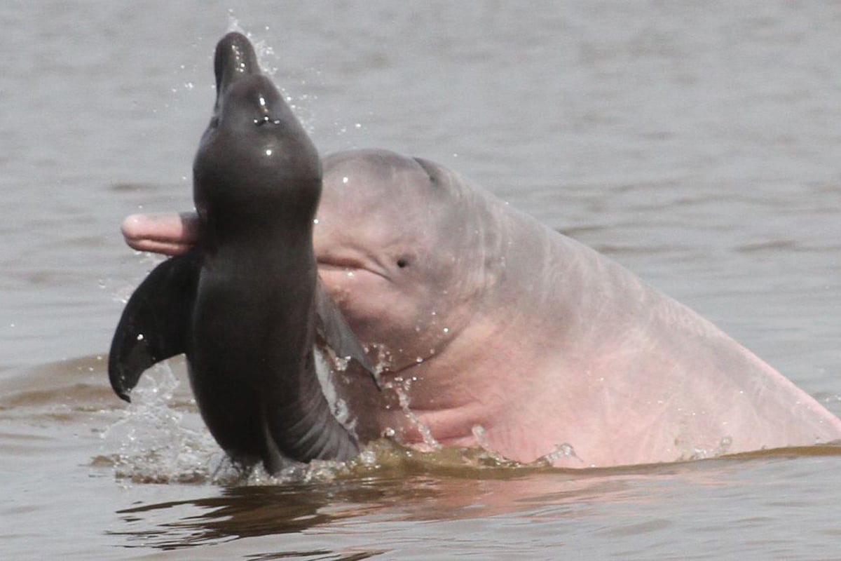 Pesquisadores investigam comportamento agressivo de botos na Amazônia