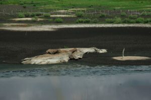 Estiagem no sul do país causa desabastecimento e prejuízos na agricultura