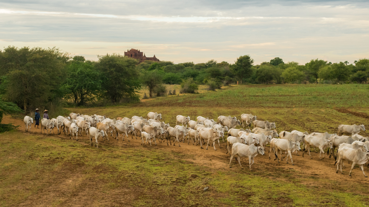 Justiça condena 8 pessoas por furto e roubo de cerca de 500 cabeças gado em Goiás