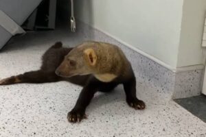 Visitantes quebram vidro de jaula em zoológico para salvar irara