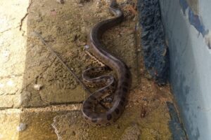 Filhote de sucuri é capturado em avenida de Catalão