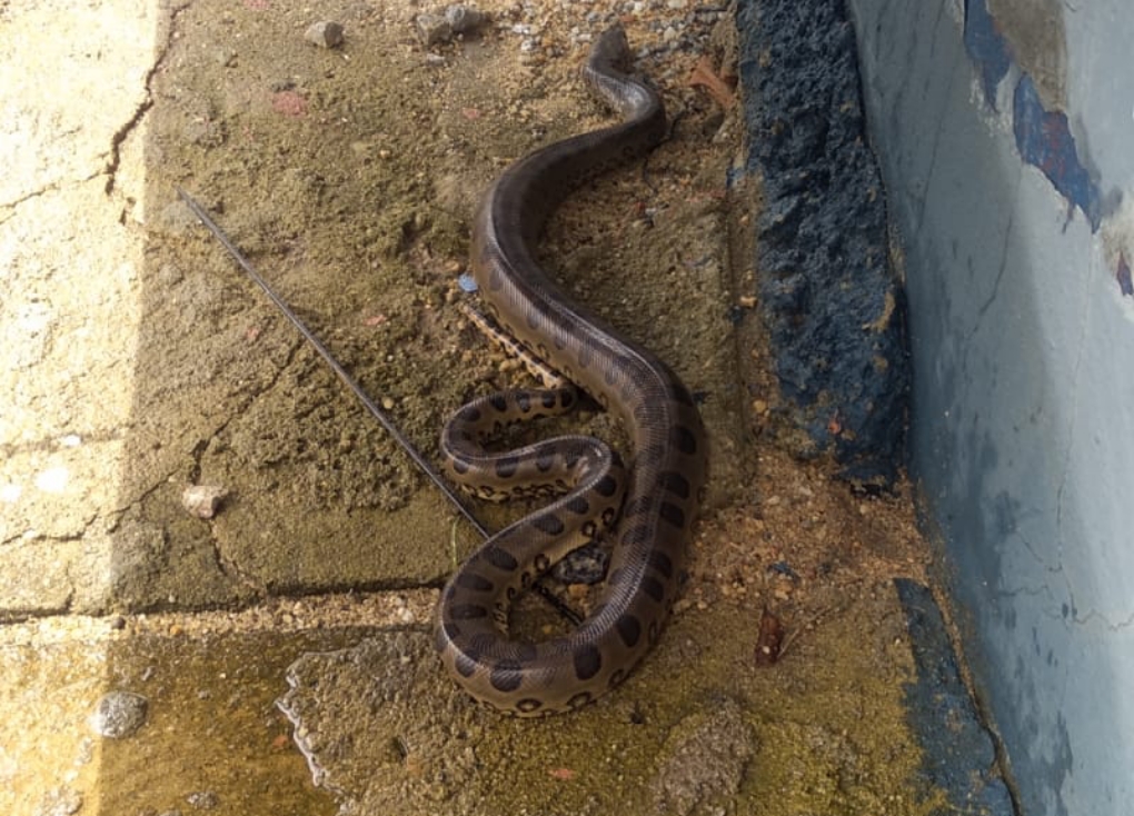 Filhote de sucuri é capturado em avenida de Catalão