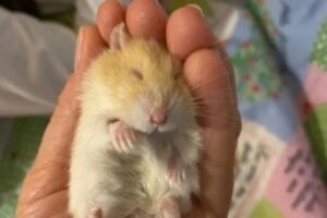 Hamster indicado como assistência emocional a criança é expulso de voo