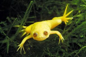 Pesquisadores conseguem regenerar pata de sapo amputada