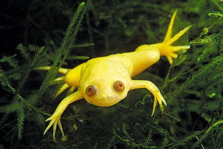 Pesquisadores conseguem regenerar pata de sapo amputada