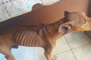 PM prende dono de cachorro desnutrido que disse que cão está magro por vomitar o que come