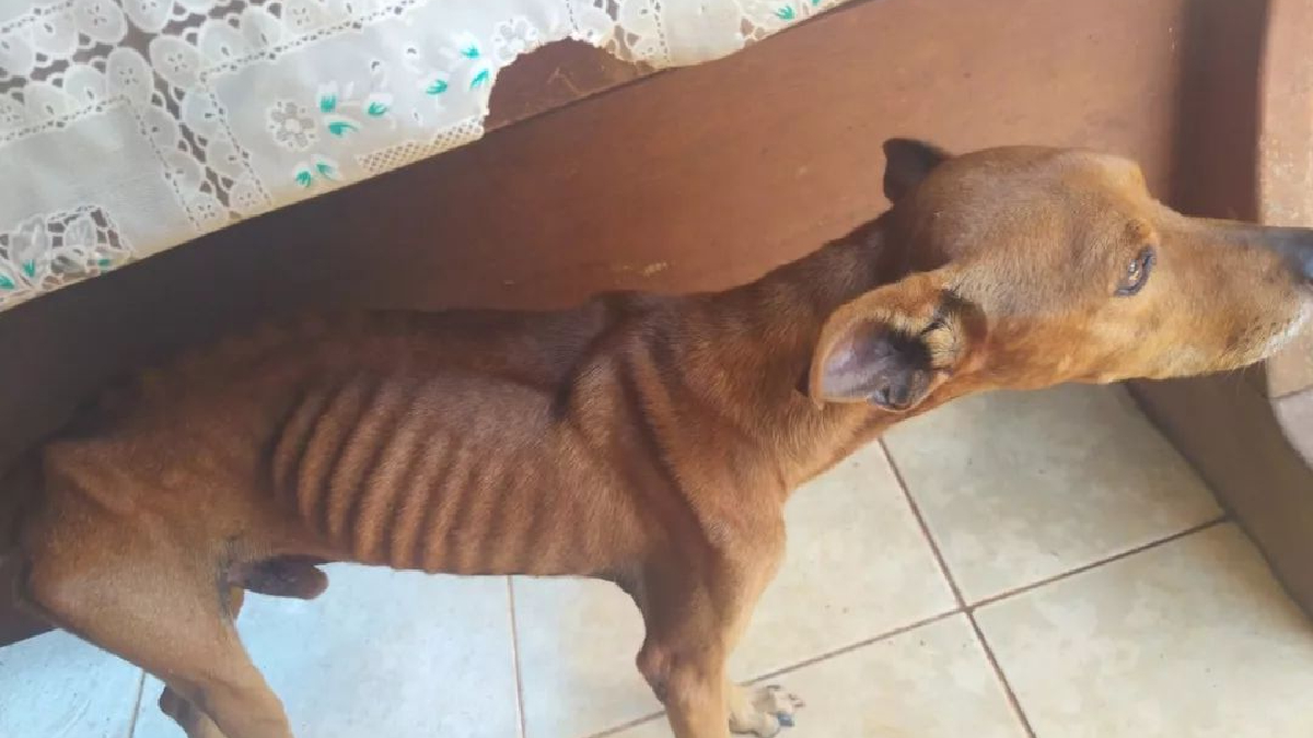 PM prende dono de cachorro desnutrido que disse que cão está magro por vomitar o que come