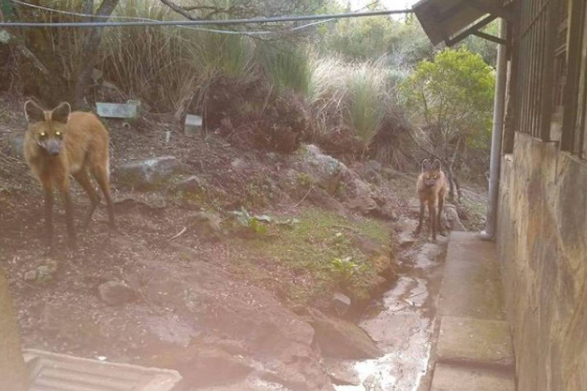 Lobo-guará 'rouba' comida, mochila e até drone em parque de MG
