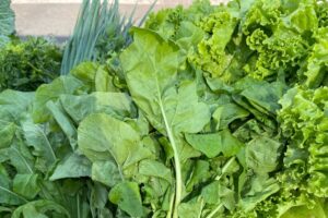 Horta comunitária do Shopping Cerrado distribuirá hortaliças para a comunidade local