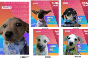 Prefeitura de Novo Hamburgo cria 'Big Dog Brasil' para incentivar adoção de cães