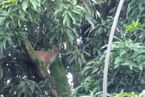 Uma onça parda é vista no quintal de uma residência em Jataí