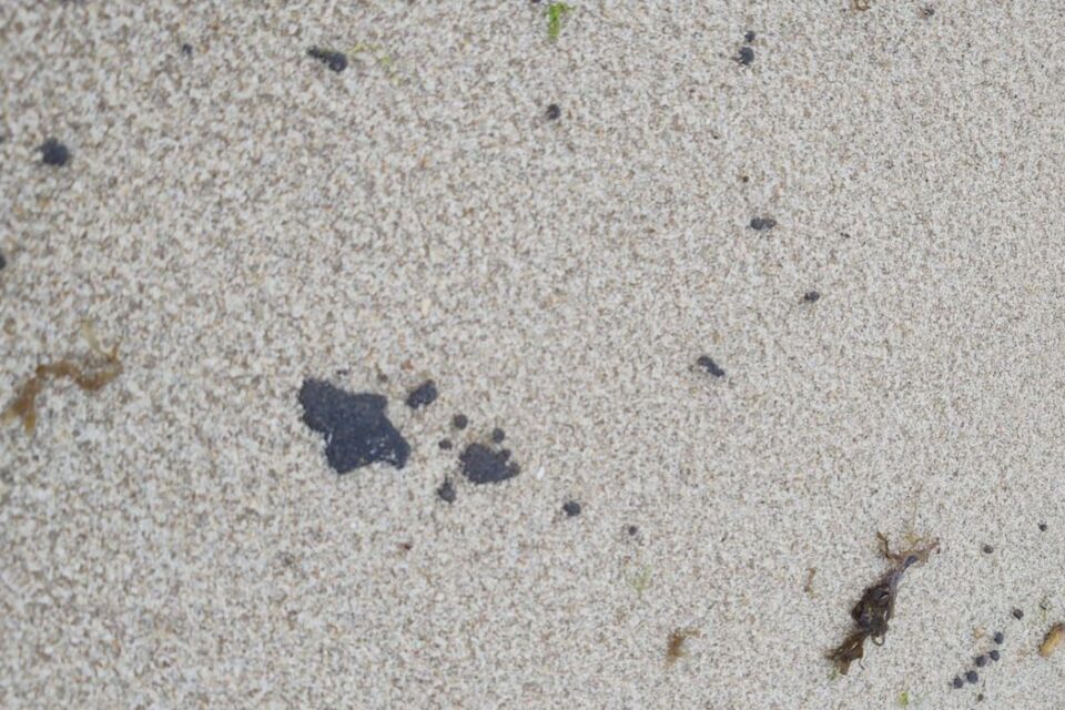 Manchas de óleo encontradas no litoral cearense