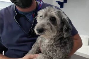 Adelaide havia fugido de casa e foi achada na rodovia. Cadela resgatada de escombros na via Dutra reencontra família: vídeo