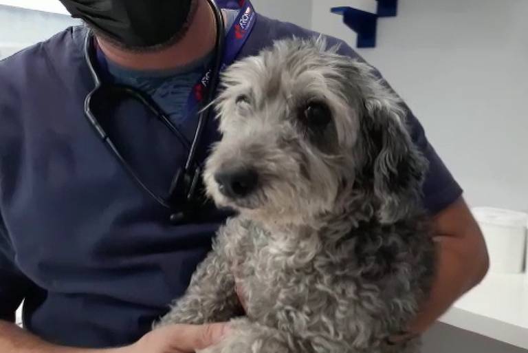 Adelaide havia fugido de casa e foi achada na rodovia. Cadela resgatada de escombros na via Dutra reencontra família: vídeo