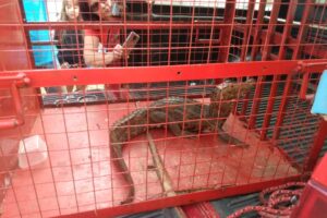 Morador de Urutaí encontra jacaré de um metro na porta de casa e aciona bombeiros (Foto: Bombeiros)