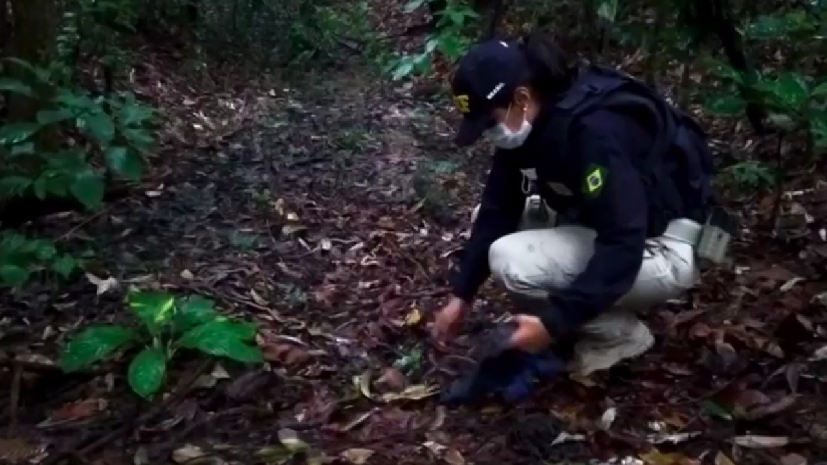 Todos os minhocuçus foram devolvidos ao habitat natural em uma região de mata úmida.