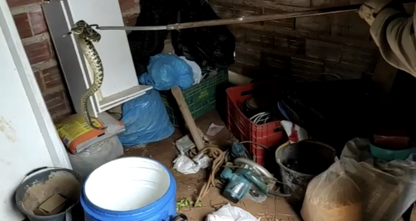 Morador encontrou a cobra dentro de um depósito e acionou o Corpo de Bombeiros. (Foto: Captura)