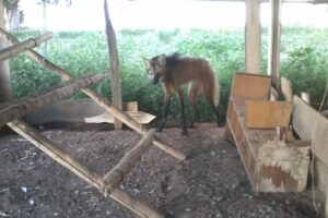 Animal silvestre estava dentro de um galinheiro. (Foto: Divulgação/Bombeiros)