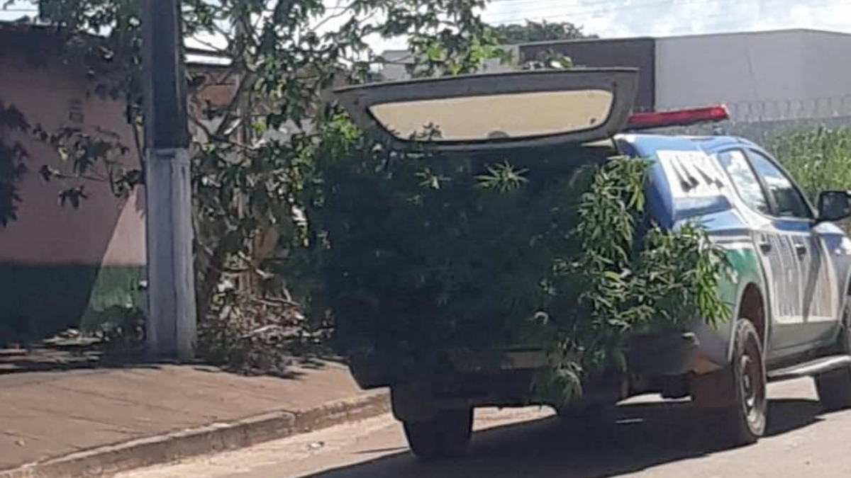 Polícia apreende plantação de maconha em Barro Alto - 2 homens foram presos