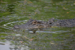 7 meses após criança sofrer ataque de jacaré, animais ainda vivem em lagoa de Porangatu