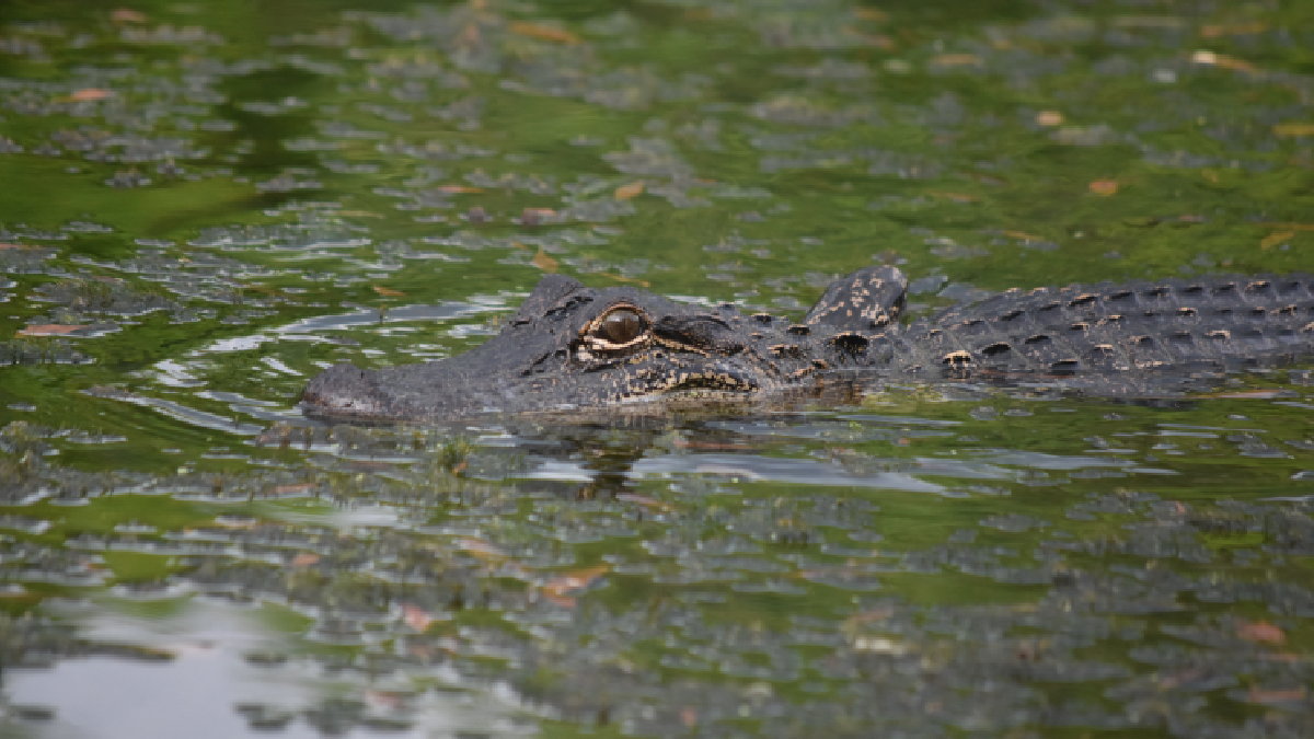 7 meses após criança sofrer ataque de jacaré, animais ainda vivem em lagoa de Porangatu