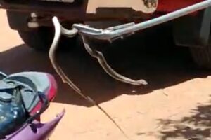 Cobra foi encontrada no interior de uma motocicleta modelo Honda Biz (Foto: Reprodução - Maria Júlia Araújo)