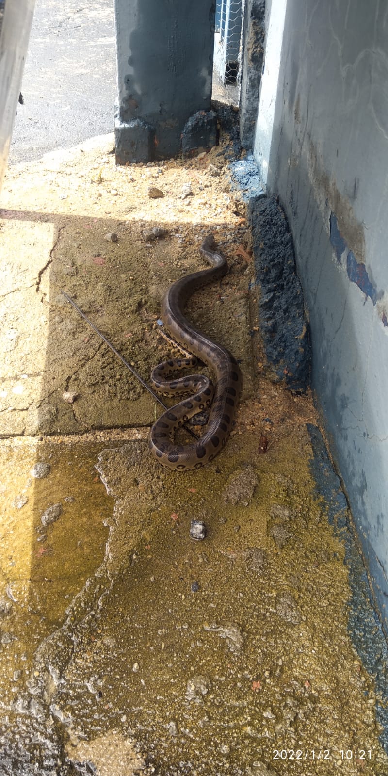 Filhote de sucuri encontrado em Catalão