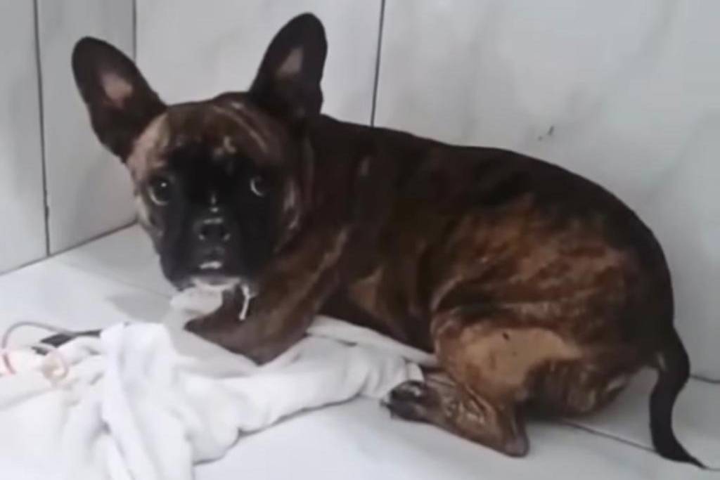 PM quebra vidro de carro e salva buldogue francês que agonizava sob calor