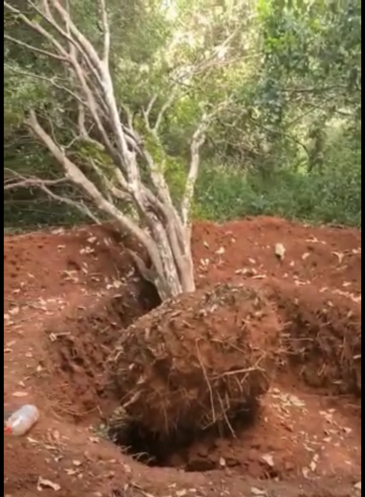 Moradores da região dizem que há cerca de 20 pés de jabuticaba, entre outras plantações. (Foto: Reprodução de vídeo)