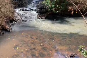 Representantes de indústria alimentícia são indiciados por mortes de peixes no ribeirão Capivara |(Foto: Polícia Civil)