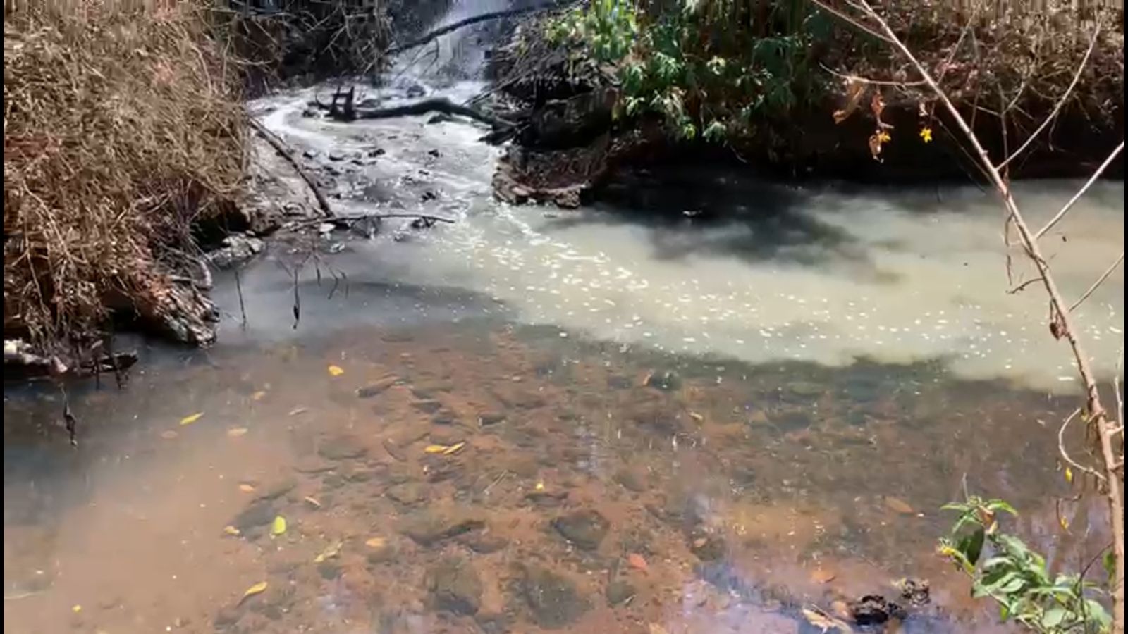Representantes de indústria alimentícia são indiciados por mortes de peixes no ribeirão Capivara |(Foto: Polícia Civil)