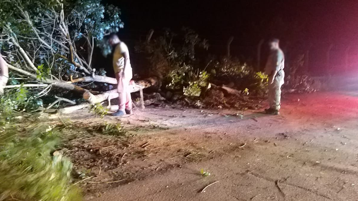 Forte chuva derruba 15 árvores e assusta moradores em Pires do Rio