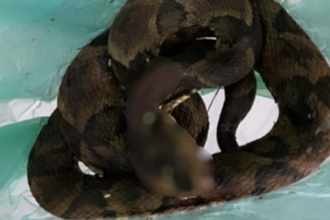 Após ser picado por cobra, homem mata o animal e o leva para produzir soro antiofídico, em Catalão