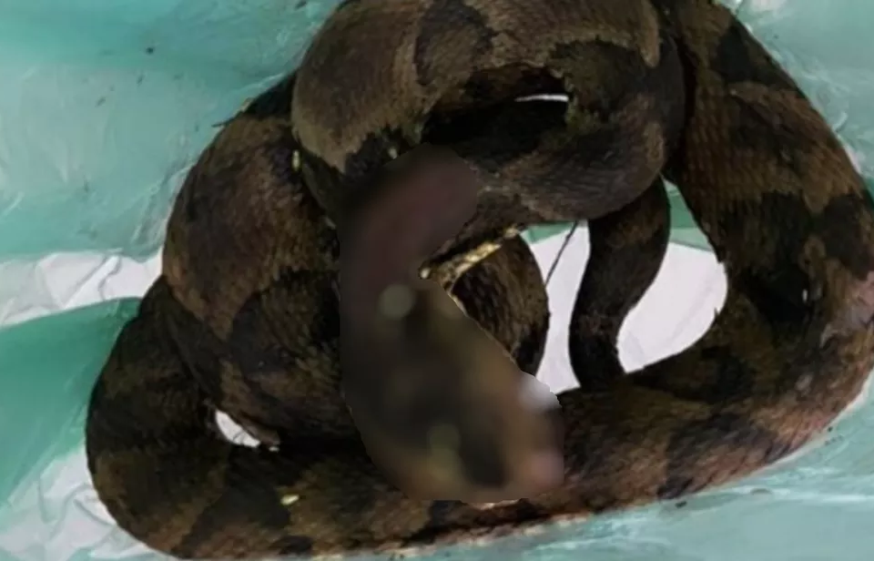 Após ser picado por cobra, homem mata o animal e o leva para produzir soro antiofídico, em Catalão