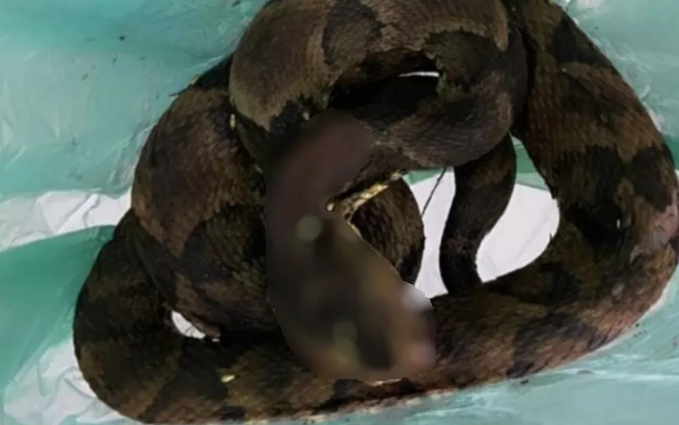 Após ser picado por cobra, homem mata o animal e o leva para produzir soro antiofídico, em Catalão